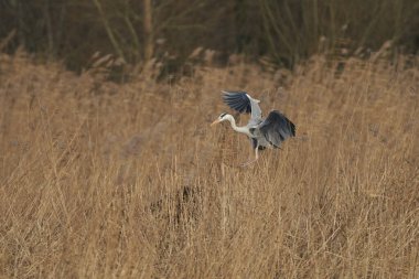 Gri Heron (Ardea cinerea) İngiltere 'nin Somerset kentindeki Ham Wall' da yuva malzemesi toplarken sazlığın üzerinde alçaktan uçar..