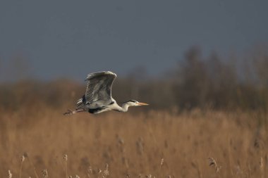 Gri Heron (Ardea cinerea) İngiltere 'nin Somerset kentindeki Ham Wall' da yuva malzemesi toplarken sazlığın üzerinde alçaktan uçar..