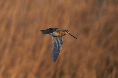 Snipe (Gallinago gallinago), Birleşik Krallık 'taki Somerset Düzey' deki Ham Wall 'da kışın bir sazlığın yanından uçarak geçer.