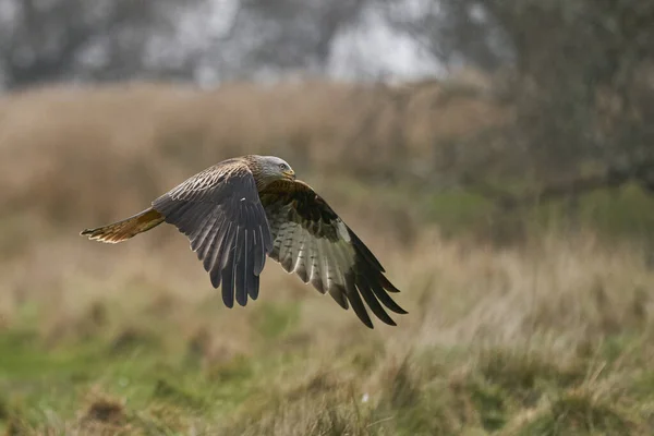 Red Kite Milvus Milvus Volant Basse Altitude Pour Ramasser Nourriture — Photo