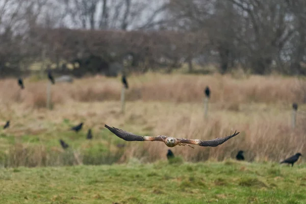 Red Kite Milvus Milvus Vola Basso Raccogliere Cibo Alla Gigrin — Foto Stock