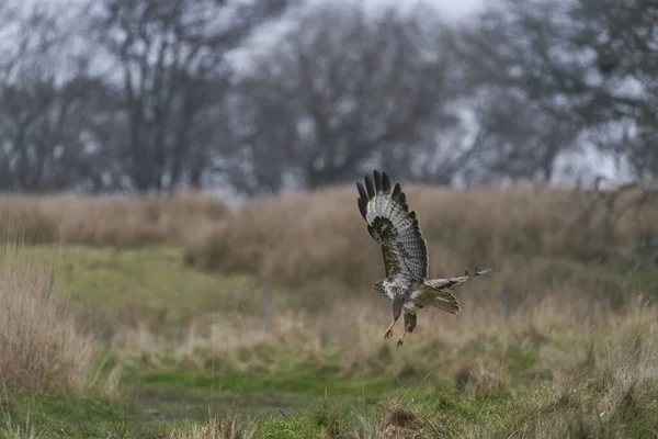 ซซาร Buteo Bunee ฟาร นในเวลส ประเทศอ งกฤษ — ภาพถ่ายสต็อก