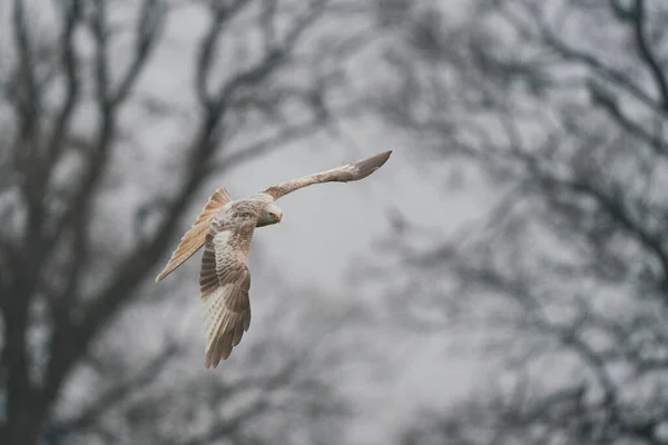 หายากขาวหร Leucistic Red Kite Milvus Milvus ามชนบทของเวลส สหราชอาณาจ — ภาพถ่ายสต็อก