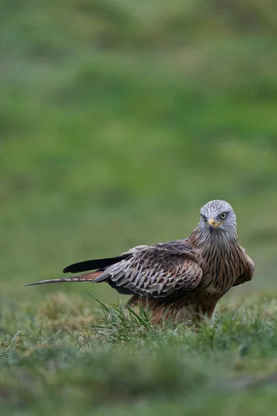 Red Kite Milvus Milvus Debout Dans Champ Herbeux Pays Galles — Photo