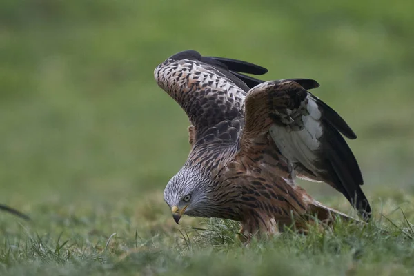 Red Kite Milvus Milvus Stojící Travnatém Poli Walesu Velká Británie — Stock fotografie