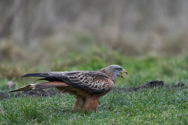 Red Kite Milvus Milvus Een Grasveld Wales Verenigd Koninkrijk — Stockfoto