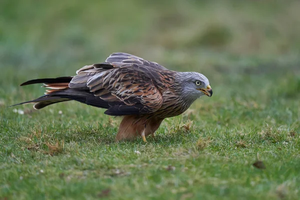 Red Kite Milvus Milvus Stojící Travnatém Poli Walesu Velká Británie — Stock fotografie