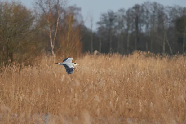 Grey Heron Ardea Cinerea Voando Baixo Sobre Uma Cama Junco — Fotografia de Stock