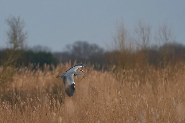 Grey Heron (Ardea cinerea) flying low over a reed bed whilst collecting nesting material at Ham Wall in Somerset, England, United Kingdom.