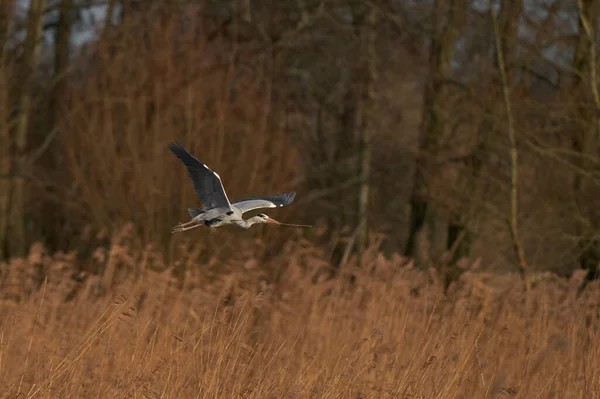 Grey Heron (Ardea cinerea) flying low over a reed bed whilst collecting nesting material at Ham Wall in Somerset, England, United Kingdom.