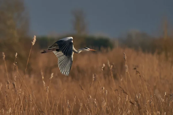 Grey Heron (Ardea cinerea) flying low over a reed bed whilst collecting nesting material at Ham Wall in Somerset, England, United Kingdom.