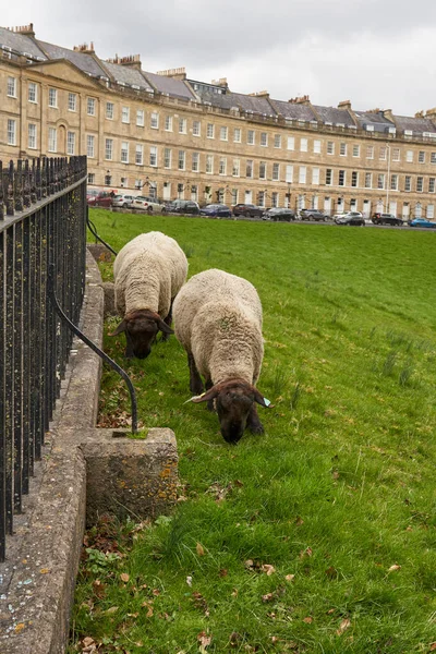 Owce Wypasane Polu Przed Zabytkowym Półksiężycem Liście Światowego Dziedzictwa Unesco — Zdjęcie stockowe