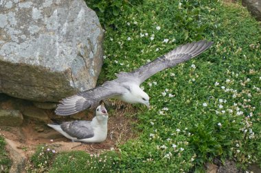 Fulmar (Fulmarus glacialis) İrlanda kıyısındaki Büyük Saltee Adası 'nda bir uçurum boyunca uçar..