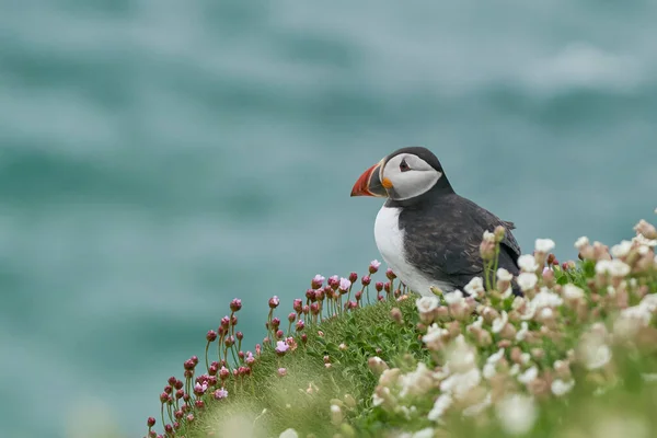 Atlantischer Papageitaucher Fratercula Arctica Inmitten Von Frühlingsblumen Auf Einer Klippe — Stockfoto