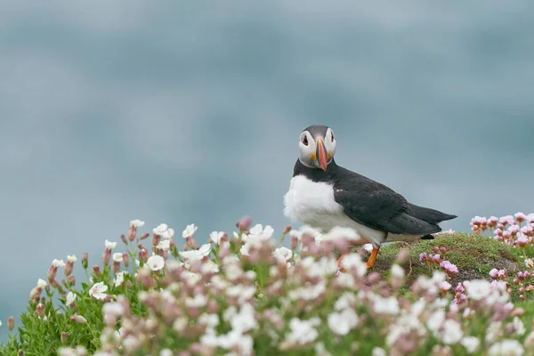 Atlanti Puffin Fratercula Arctica Tavaszi Virágok Között Egy Sziklán Nagy — Stock Fotó