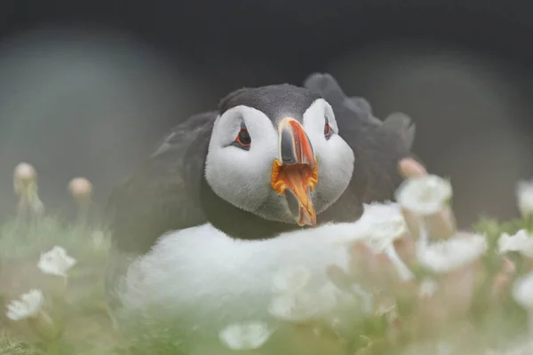 Puffin Atlantycki Fratercula Arctica Wzywający Wśród Wiosennych Kwiatów Klifie Wielkiej — Zdjęcie stockowe