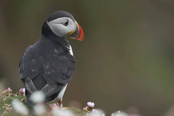 Atlantský Puffin Fratercula Arctica Mezi Jarními Květy Útesu Great Saltee — Stock fotografie