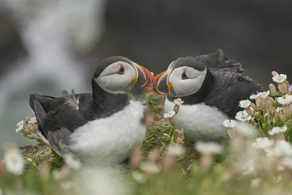 Zwei Atlantische Papageitaucher Fratercula Arctica Inmitten Von Frühlingsblumen Auf Great — Stockfoto