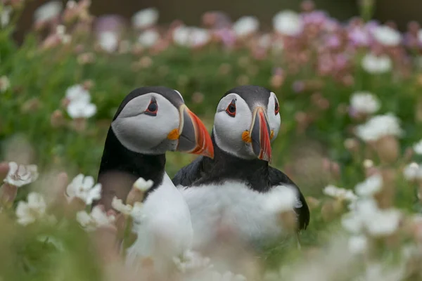 Zwei Atlantische Papageitaucher Fratercula Arctica Inmitten Von Frühlingsblumen Auf Great — Stockfoto