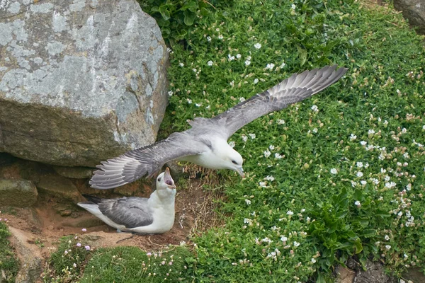 Fulmar (Fulmarus glacialis) İrlanda kıyısındaki Büyük Saltee Adası 'nda bir uçurum boyunca uçar..