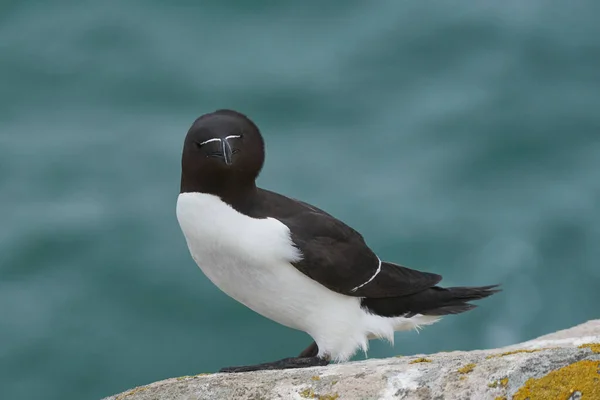 Razorbill Alca Torda Rlanda Kıyılarındaki Büyük Saltee Adası Nda Bir — Stok fotoğraf