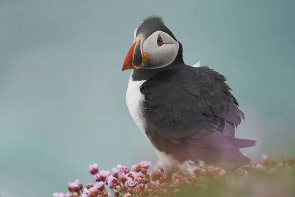 Puffin Atlantycki Fratercula Arctica Wśród Wiosennych Kwiatów Klifie Wielkiej Wyspie — Zdjęcie stockowe