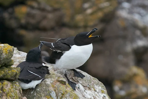 Pareja Razorbill Alca Torda Acantilado Great Saltee Island Frente Costa — Foto de Stock