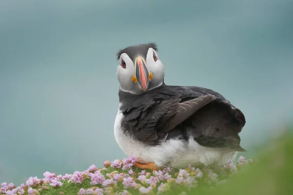 Atlantlunnefågel Fratercula Arctica Bland Vårblommor Klippa Great Saltee Island Utanför — Stockfoto