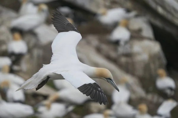 Gannet Morus Bassanus Που Έρχεται Προσγειωθεί Αποικία Gannet Στη Νήσο — Φωτογραφία Αρχείου