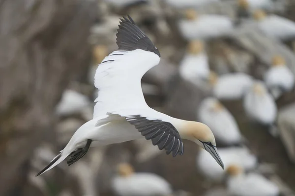 Gannet Morus Bassanus Που Έρχεται Προσγειωθεί Αποικία Gannet Στη Νήσο — Φωτογραφία Αρχείου