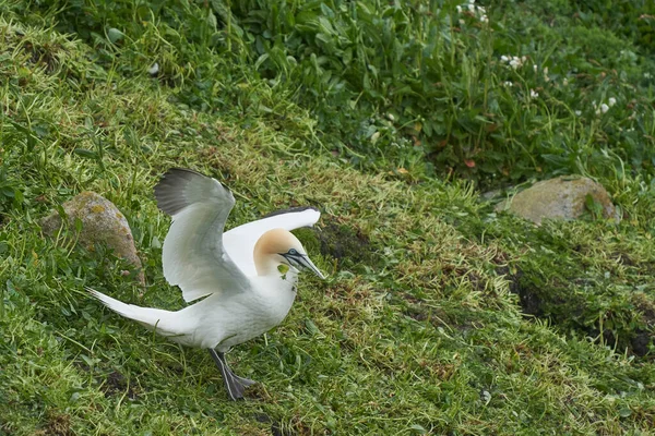 Gannet Morus Bassanus Che Raccoglie Materiale Vegetale Utilizzare Come Materiale — Foto Stock