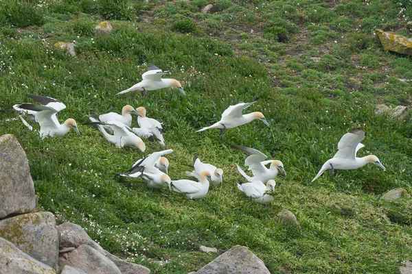 Gannet Morus Bassanus 收集植物材料 用作爱尔兰沿海大盐岛的筑巢材料 — 图库照片