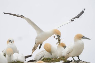 Sümsük kuşu (Morus bassanus), İrlanda açıklarındaki Büyük Saltee Adası 'ndaki üreme kolonisine dönen yuva malzemelerini taşıyor..