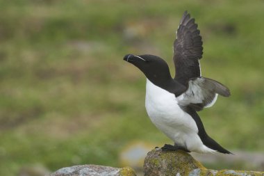 Razorbill (Alca torda) İrlanda kıyılarındaki Büyük Saltee Adası 'nda bir uçurumda.