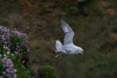 Fulmar (Fulmarus glacialis) İrlanda kıyısındaki Büyük Saltee Adası 'nda bir uçurum boyunca uçar..
