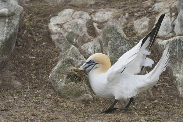 Gannet Morus Bassanus Краде Матеріал Гніздування Іншого Гнізда Колонії Острові — стокове фото