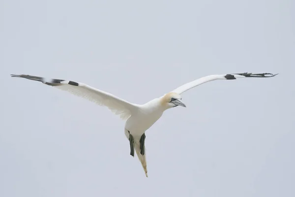 Gannet Morus Bassanus Coming Land Gannet Colony Great Saltee Island — Stock Photo, Image