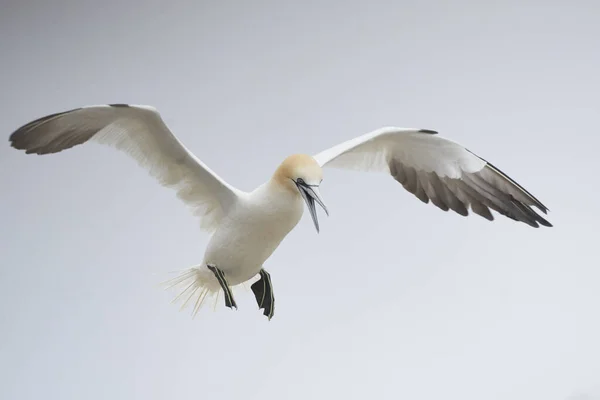 Gannet Morus Bassanus Coming Land Gannet Colony Great Saltee Island — Stock Photo, Image