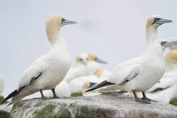 Gannet Morus Bassanus Arroccato Sulle Scogliere Great Saltee Island Largo — Foto Stock