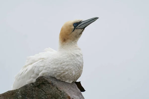 Sümsük Kuşu Morus Bassanus Rlanda Kıyılarındaki Büyük Saltee Adası Nın — Stok fotoğraf