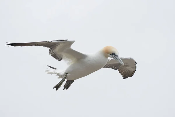 Gannet Morus Bassanus Kommer För Att Landa Vid Gannetkoloni Great — Stockfoto