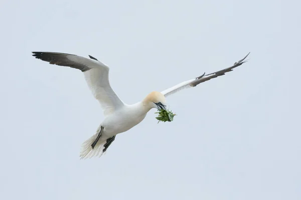 Gannet Morus Bassanus Carrying Nesting Material Returning Breeding Colony Great — Stock Photo, Image