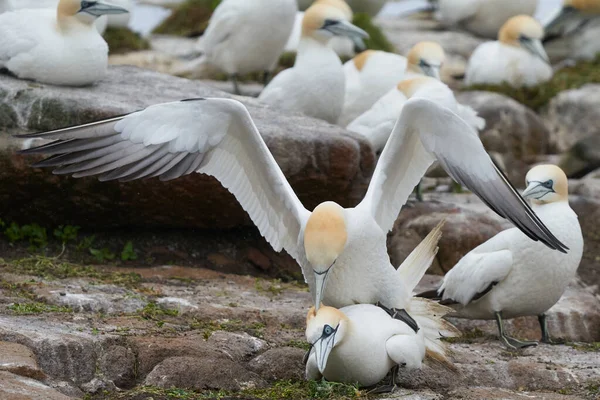 Gannets Morus Bassanus Uppvaktning Great Saltee Island Utanför Irlands Kust — Stockfoto
