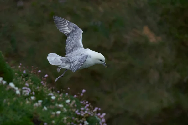 Fulmar Fulmarus Glacialis Voando Longo Penhasco Great Saltee Island Largo — Fotografia de Stock