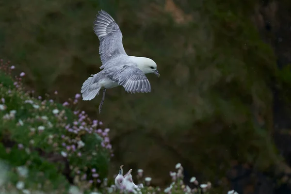 Фулмар Fulmarus Glacialis Летить Скелях Острова Велике Спасіння Біля Берегів — стокове фото