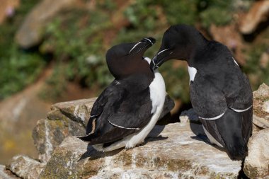 Bir çift Razorbill (Alca torda) İrlanda kıyılarındaki Büyük Saltee Adası 'nda bir uçurumda.