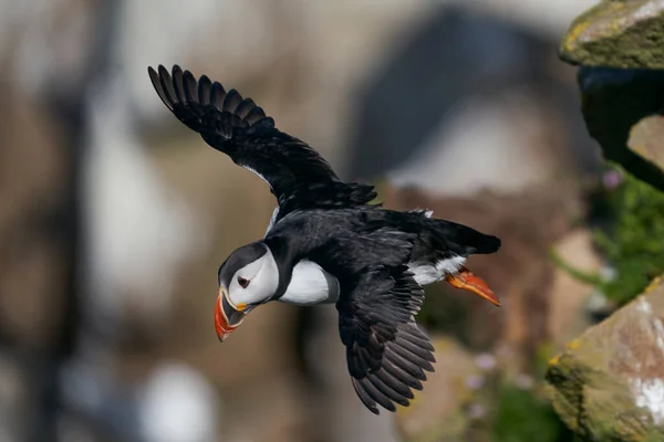 Puffin Atlântico Fratercula Arctica Decolando Penhasco Ilha Great Saltee Largo — Fotografia de Stock