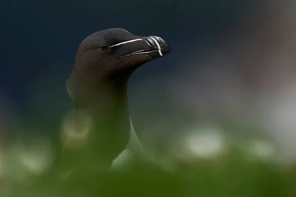 Razorbill Alca Torda Auf Einer Klippe Während Der Brutzeit Auf — Stockfoto