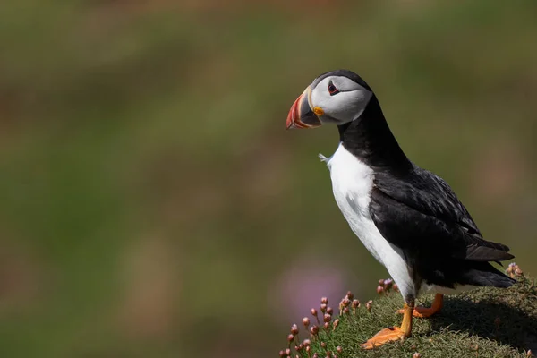 Frailecillo Atlántico Fratercula Arctica Entre Las Flores Primavera Acantilado Isla — Foto de Stock