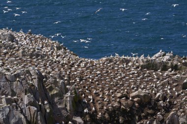 İrlanda kıyılarındaki Büyük Saltee Adası 'ndaki Gannet (Morus bassanus) kolonisi.